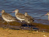 Steltlopers : Europa, Nat. park Donana, Reisen, Spanje, europa